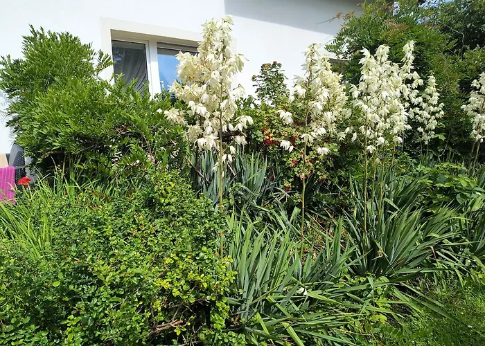 Pokoje gościnne Cuma